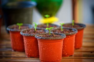 2 Gallon Planting pots