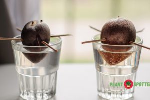 Growing avocado indoors