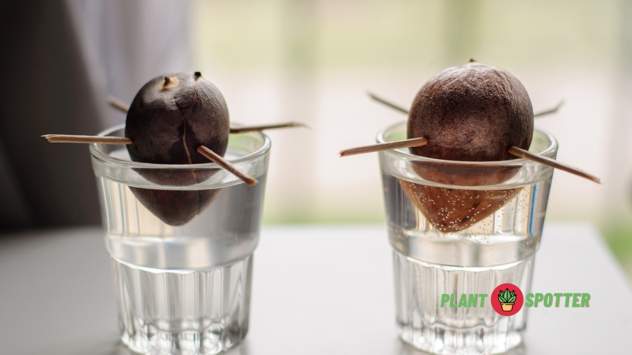 Growing avocado indoors